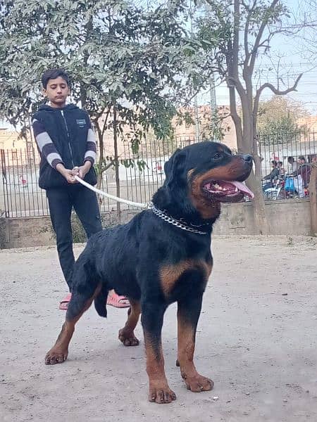 young Rottweiler male 1