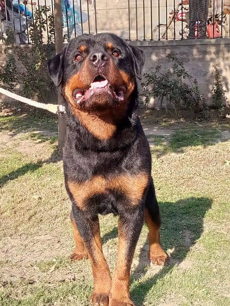 young Rottweiler male 2