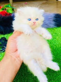 Persian long coat Bhalo mala kitten for sale