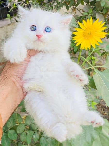 Persian long coat Bhalo mala kitten for sale 1