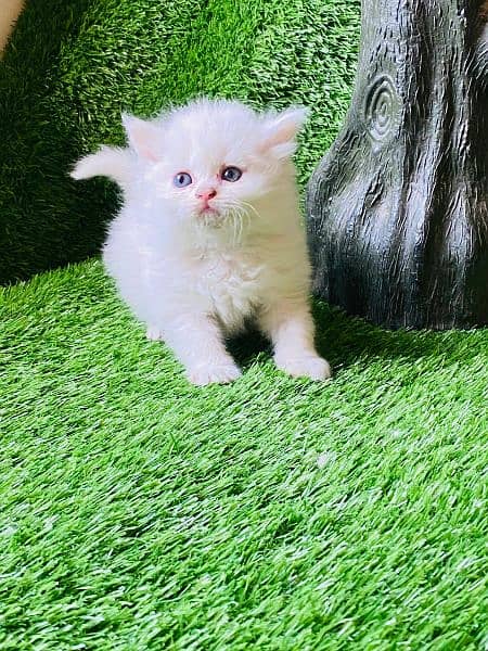 Persian long coat Bhalo mala kitten for sale 2