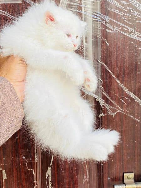Persian long coat Bhalo mala kitten for sale 3