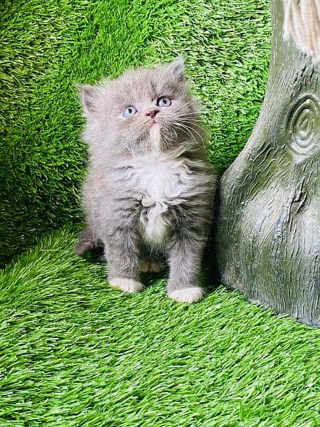 Persian long coat Bhalo mala kitten for sale 4