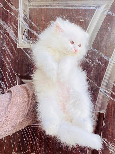 Persian long coat Bhalo mala kitten for sale 8