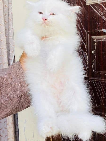 Persian long coat Bhalo mala kitten for sale 9
