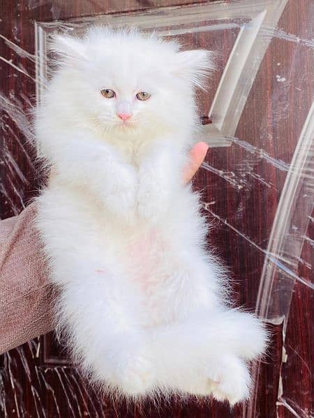 Persian long coat Bhalo mala kitten for sale 11