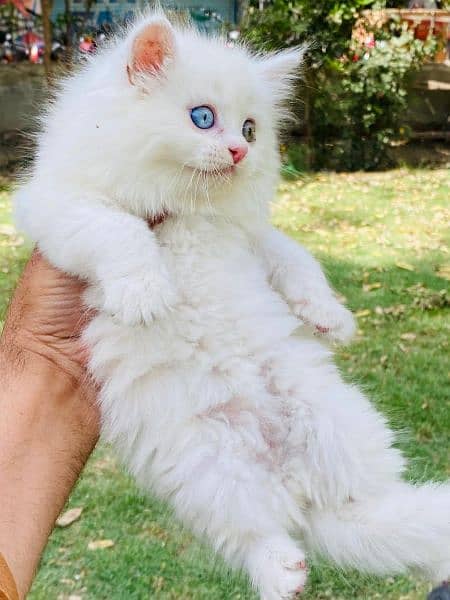 Persian long coat Bhalo mala kitten for sale 12