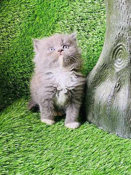 Persian long coat Bhalo mala kitten for sale 13