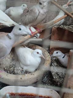 Beautiful White Dove breed Khumray , best Gift for your love one