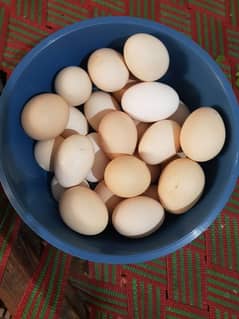 Pure desi roosters hens and desi eggs 0
