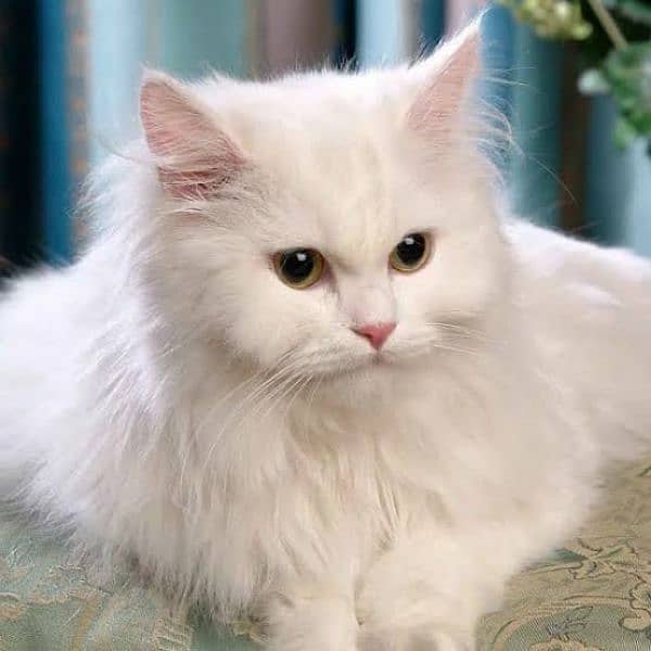 female Persian pregnant cat 0