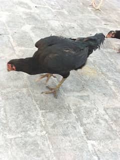 AsEeL murghi black madi and chicks for sale asan rate per