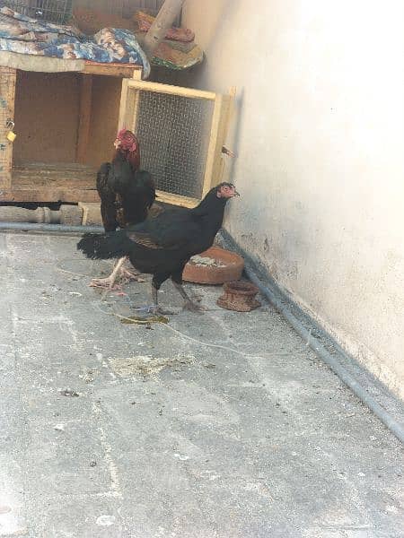 AsEeL murghi black madi and chicks for sale asan rate per 3