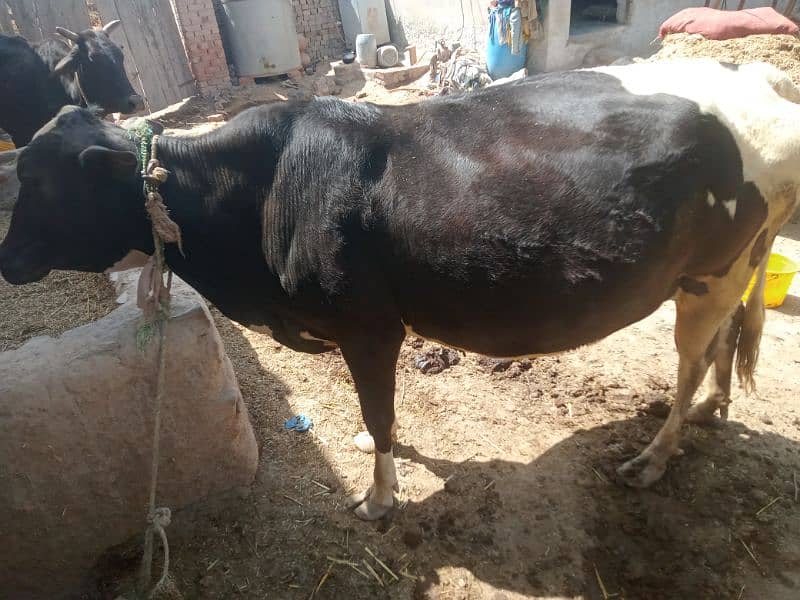 cow For Sale 0