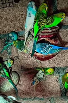 mix colors budgies for sale