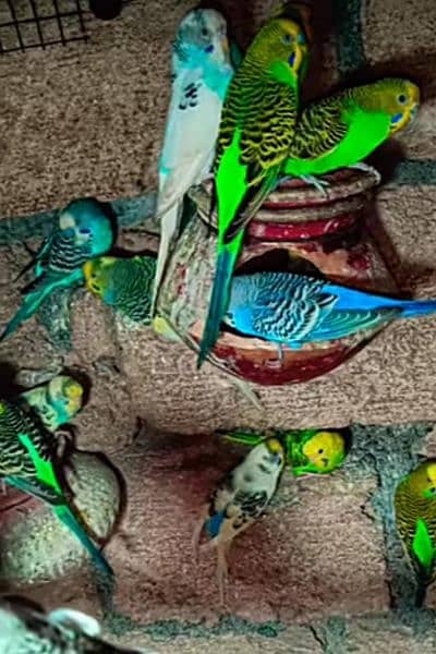 mix colors budgies for sale 0