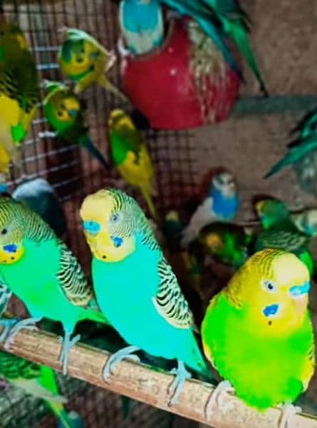 mix colors budgies for sale 1