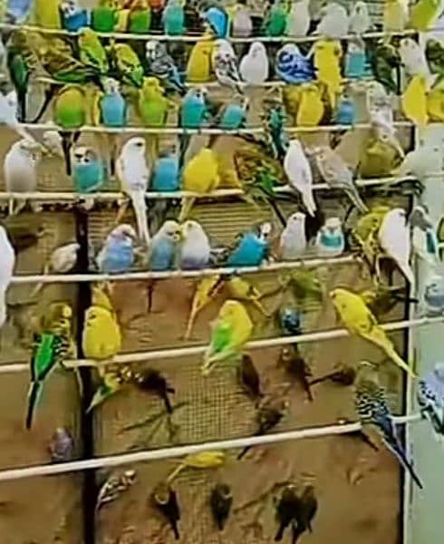 mix colors budgies for sale 2