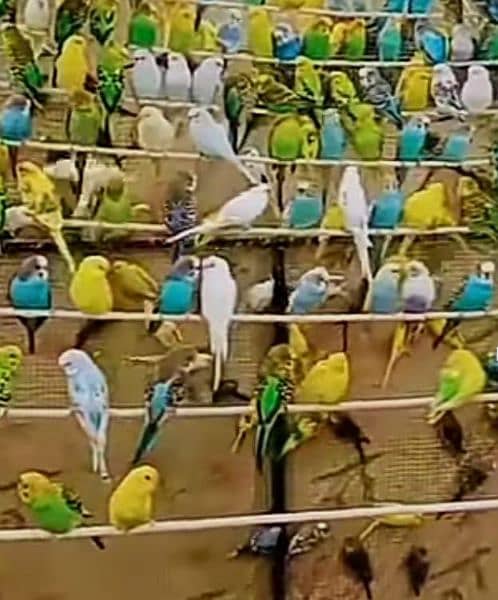 mix colors budgies for sale 3
