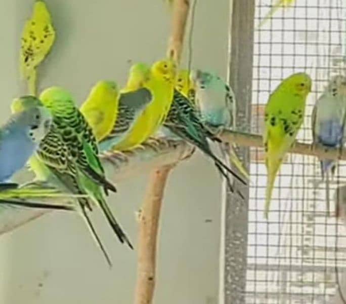 mix colors budgies for sale 6