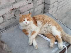 Persian cat /Cats / Persian kitten for sale Brown & White Male Cats 0