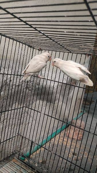 Love birds pairs breeding 03104557452 3
