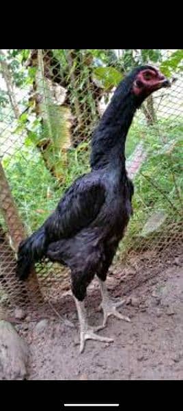 O king shamo black for sale pair / breeders /Chicks /phatay /phatiya 3