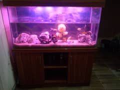 Large Aquarium Tank with 3 Beautiful Goldfish 0