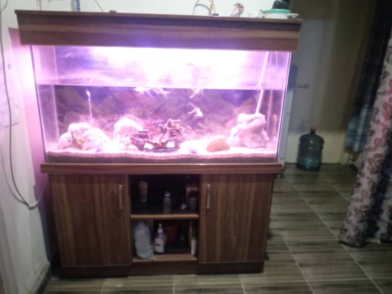 Large Aquarium Tank with 3 Beautiful Goldfish 1
