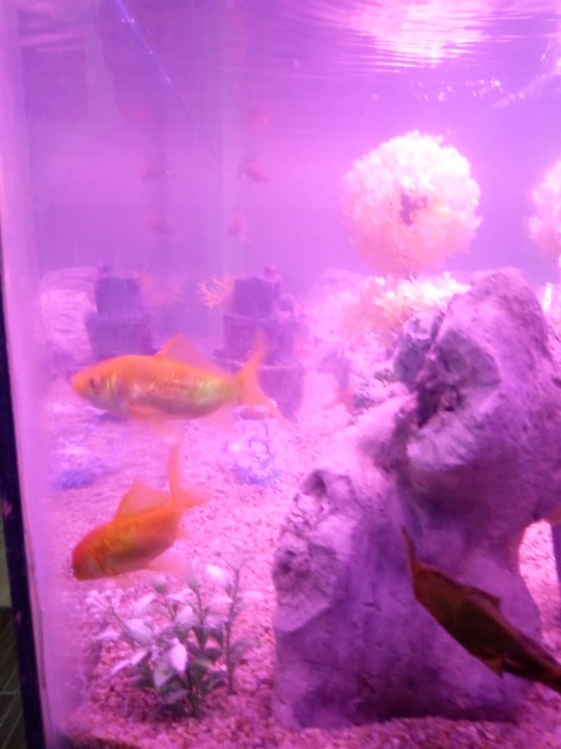 Large Aquarium Tank with 3 Beautiful Goldfish 2