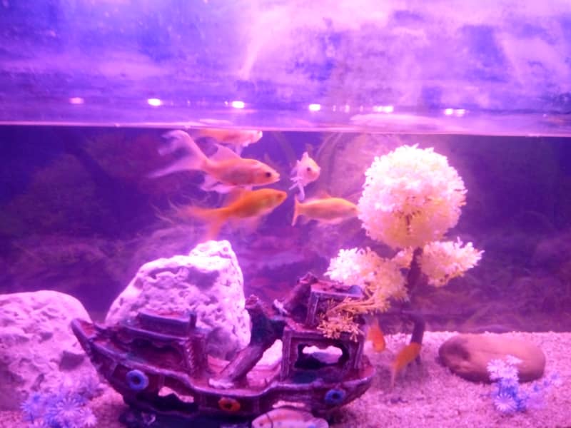 Large Aquarium Tank with 3 Beautiful Goldfish 3