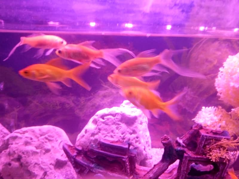 Large Aquarium Tank with 3 Beautiful Goldfish 4