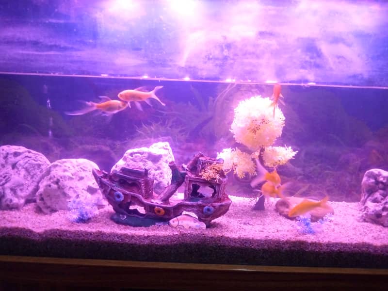 Large Aquarium Tank with 3 Beautiful Goldfish 5
