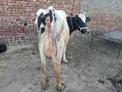 cow for sell