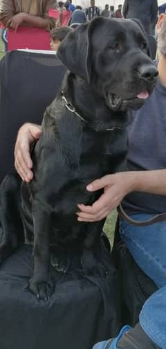 Lab trained female with extra quality