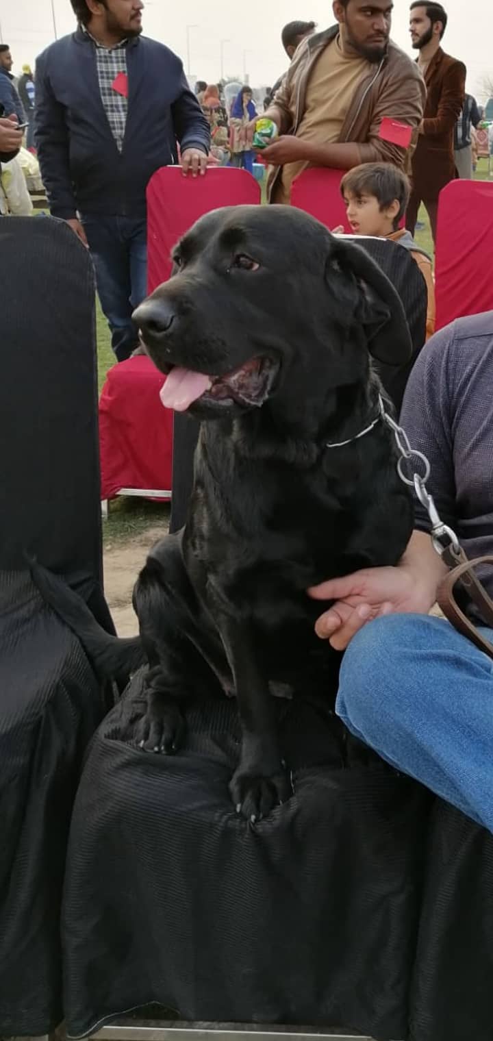 Lab trained female with extra quality 1
