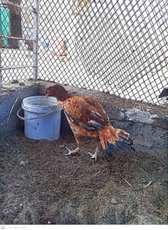 Egg Laying Aseel Miyawali Hen and Chicks 0
