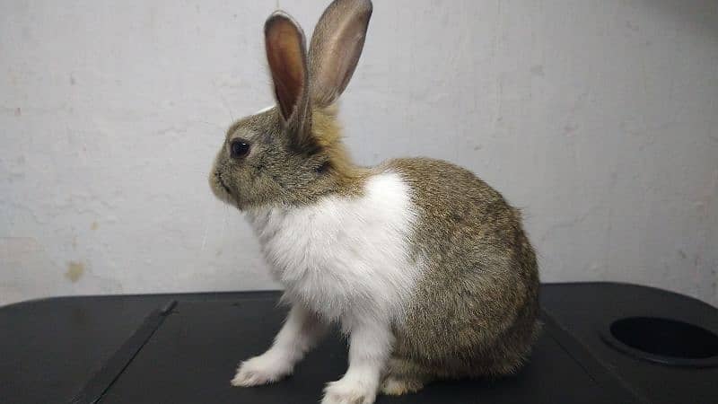 Healthy, Friendly Purebreed Dutch Rabbits -  1 month Old 0