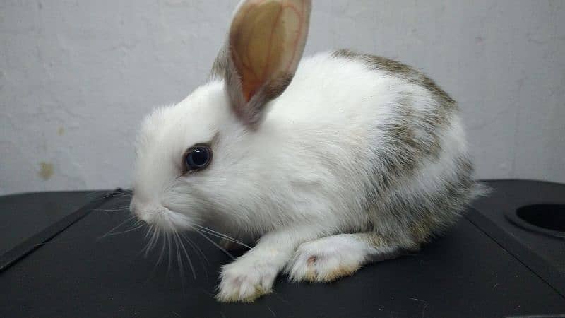 Healthy, Friendly Purebreed Dutch Rabbits -  1 month Old 1