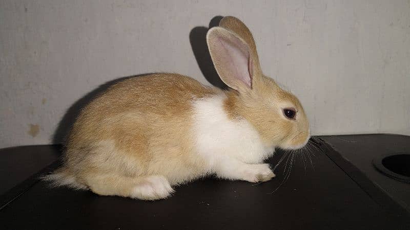 Healthy, Friendly Purebreed Dutch Rabbits -  1 month Old 2