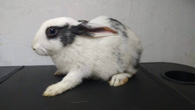 Healthy, Friendly Purebreed Dutch Rabbits -  1 month Old 3