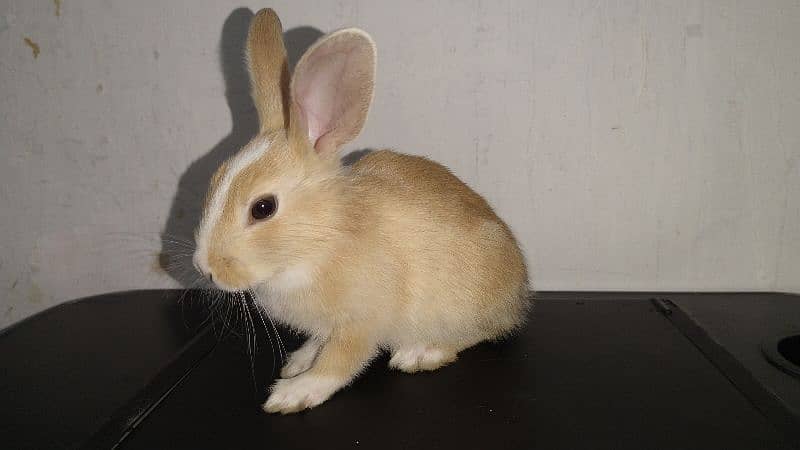 Healthy, Friendly Purebreed Dutch Rabbits -  1 month Old 4