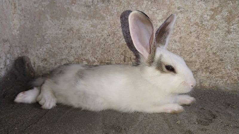 Healthy, Friendly Purebreed Dutch Rabbits -  1 month Old 5