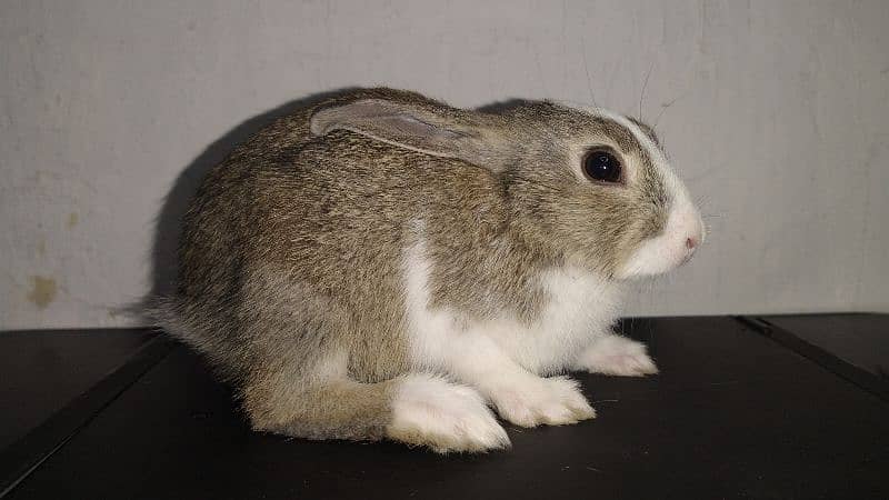 Healthy, Friendly Purebreed Dutch Rabbits -  1 month Old 6