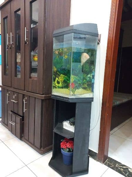 imported fish aquarium and fish for sale 0