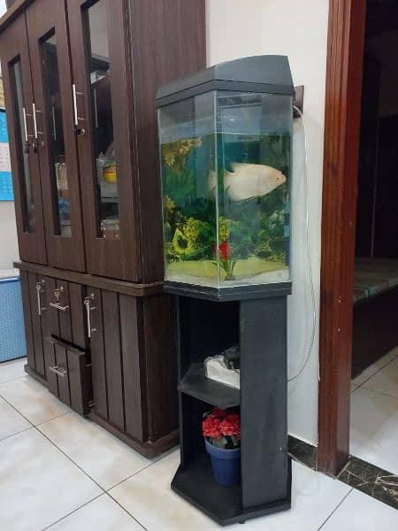 imported fish aquarium and fish for sale 1