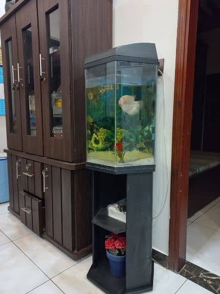 imported fish aquarium and fish for sale 4