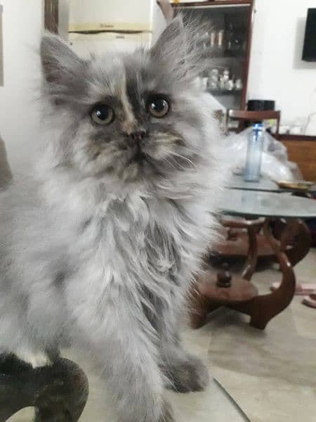 persian kitten 1