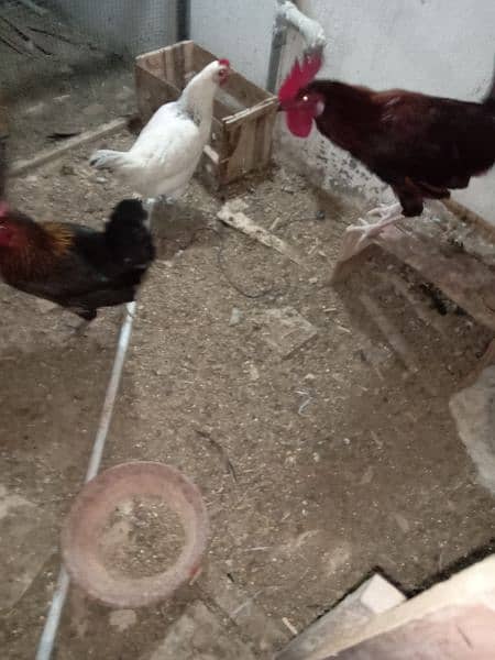Urgent Sale 03 Male & 08 Egg laying Females  Healthy 1
