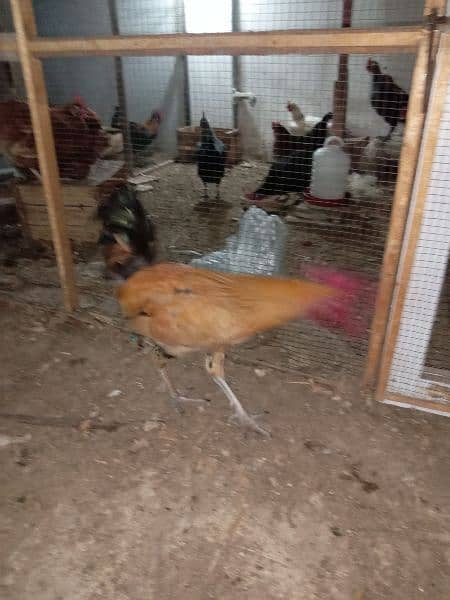 Urgent Sale 03 Male & 08 Egg laying Females  Healthy 2